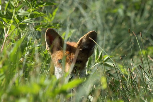 Vulpes vulpes